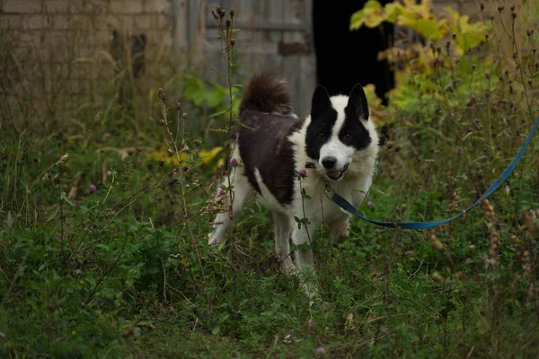 Cão vadio em uma coleira — Fotografia de Stock