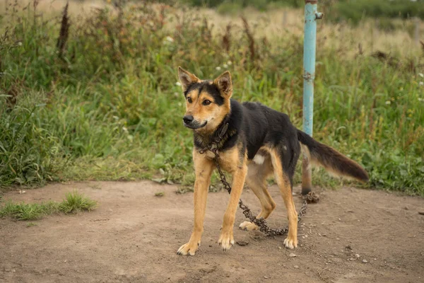 Perro Negro Rojo Con Correa Calle — Foto de Stock