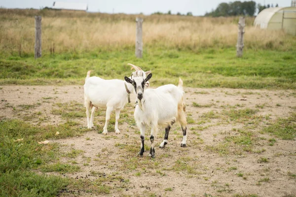 Cabras blancas caminando en verano — Foto de Stock