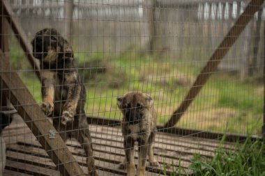 Kafeste oturan çok renkli evsiz köpekler.