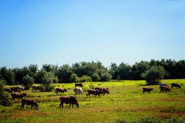 İnekler yeşil bir çayırda yürür