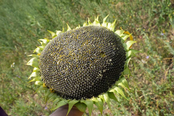 large sunflower with large black seeds on a background of grass