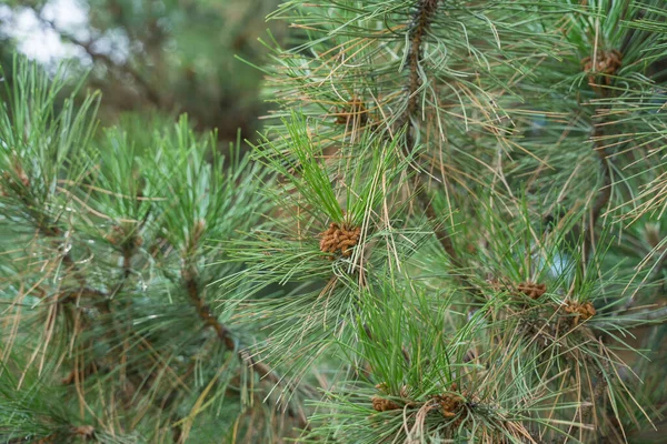 Grandes branches d'épinette avec cônes — Photo