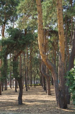 Güneşte yolu olan çam ağaçları parkı.