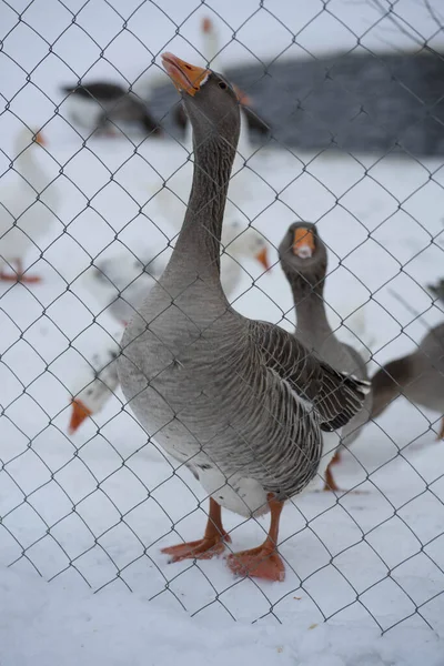 Grå gås med orange ben och näbb — Stockfoto