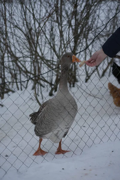 Grijze gans met oranje poten en snavel — Stockfoto