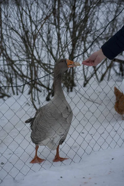 Grijze gans met oranje poten en snavel — Stockfoto