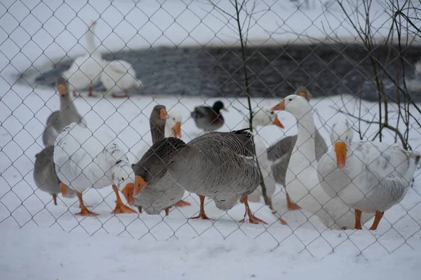 Gansos Detrás Una Cerca Hierro Invierno Cerca Estanque —  Fotos de Stock