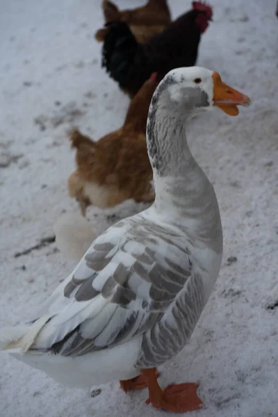 Gås Står Bakom Ett Järnstängsel Vintern Vit Snö — Stockfoto