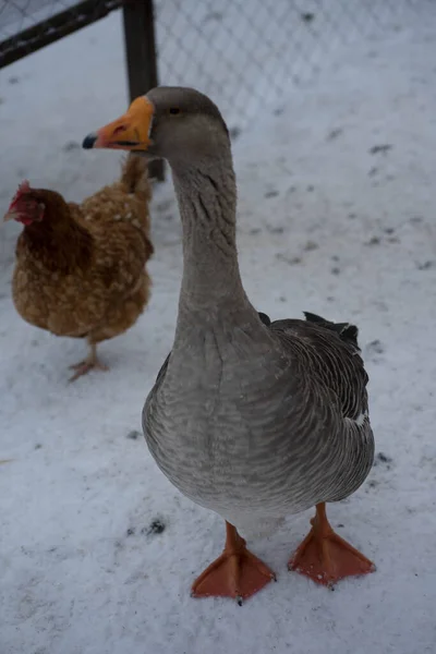 Gås Står Bakom Ett Järnstängsel Vintern Vit Snö — Stockfoto