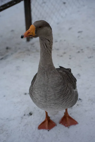 Une Oie Tient Derrière Une Clôture Fer Hiver Sur Neige — Photo