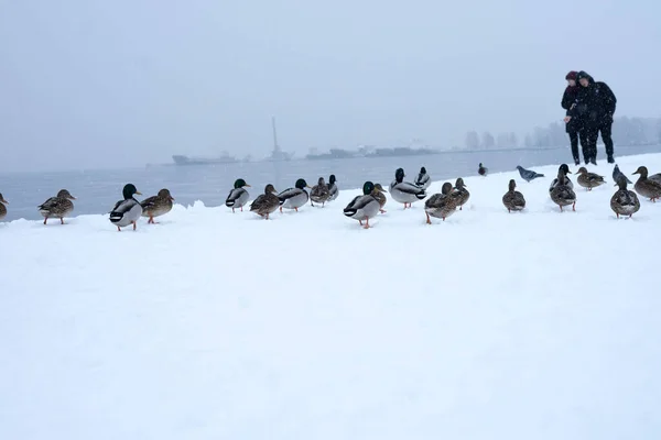 奥涅加湖上的一群大鸭子 — 图库照片