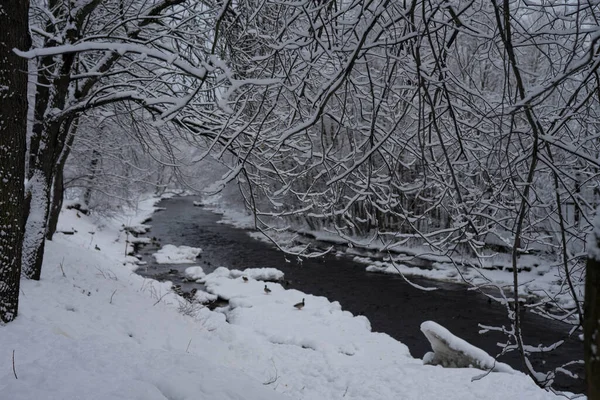 winter forest with dark river