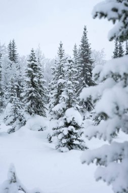 Kışın ormanda karla kaplı ağaçlar