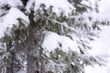 Kışın ormanda karla kaplı ağaçlar