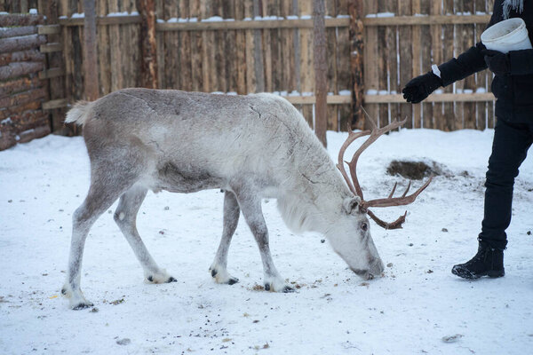 large reindeer in the paddock in winter