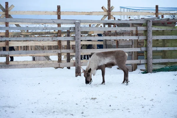 Grandes Renos Paddock Invierno — Foto de Stock