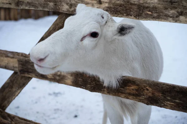 Grands Rennes Dans Paddock Hiver — Photo