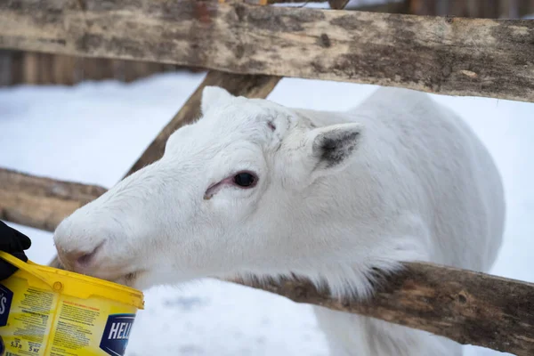 Grandes Renos Paddock Invierno — Foto de Stock