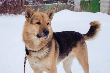 Kışın sokakta tasmalı siyah ve bej renkli evsiz bir köpek.