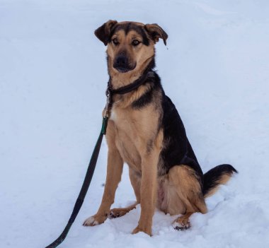 Kışın sokakta tasmalı siyah ve bej renkli evsiz bir köpek.