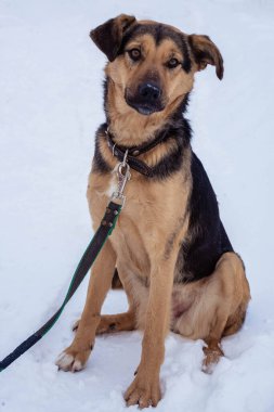 Kışın açık havada tasmalı koyu bej bir sokak köpeği.