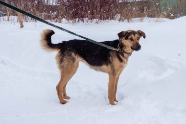 Kışın açık havada tasmalı koyu bej bir sokak köpeği.