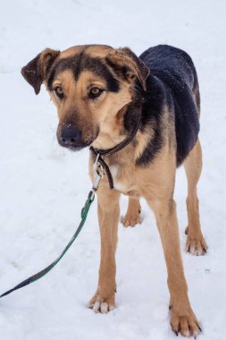 Kışın açık havada tasmalı koyu bej bir sokak köpeği.