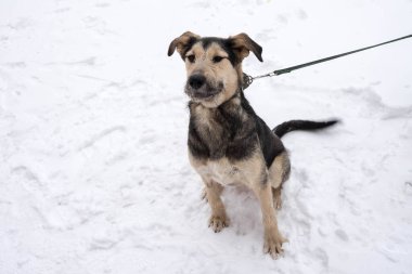 Kışın açık havada tasmalı koyu bej bir sokak köpeği.
