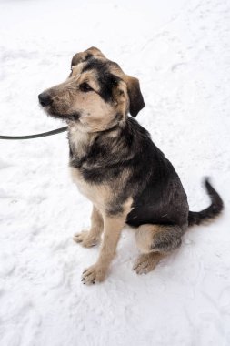 Kışın açık havada tasmalı koyu bej bir sokak köpeği.