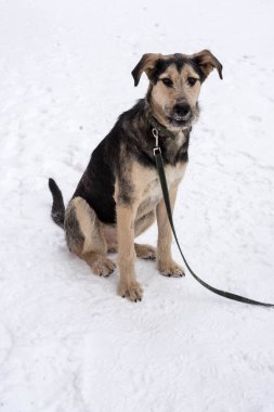 Kışın açık havada tasmalı koyu bej bir sokak köpeği.