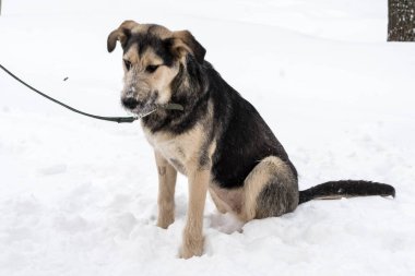 Kışın açık havada tasmalı koyu bej bir sokak köpeği.