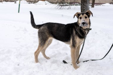 Kışın açık havada tasmalı koyu bej bir sokak köpeği.
