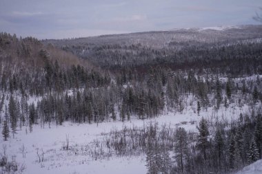Beyaz karla kaplı kış ormanı