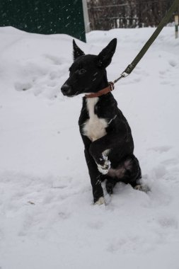 Karlı bir sokakta tasmalı siyah sokak köpeği