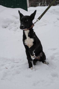 Karlı bir sokakta tasmalı siyah sokak köpeği