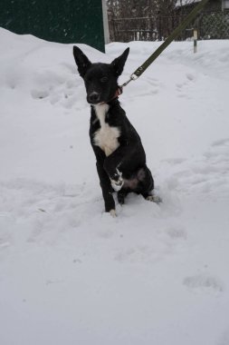 Karlı bir sokakta tasmalı siyah sokak köpeği