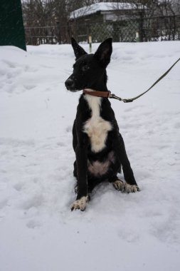 Karlı bir sokakta tasmalı siyah sokak köpeği