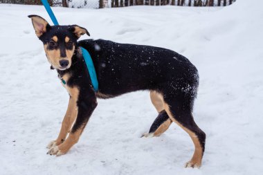 Tasmalı üç renkli köpek karda oturur.