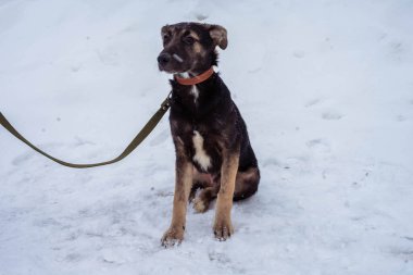 Tasmalı üç renkli köpek karda oturur.