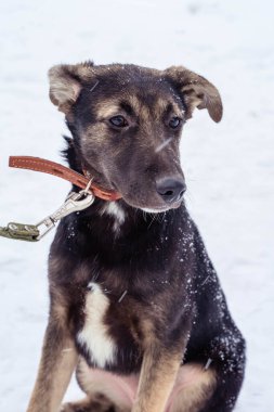 Tasmalı üç renkli köpek karda oturur.
