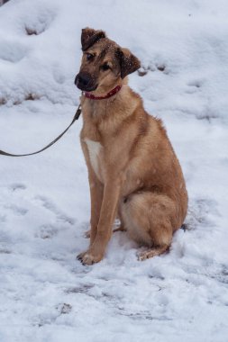 Sokakta tasmalı sokak köpeği.