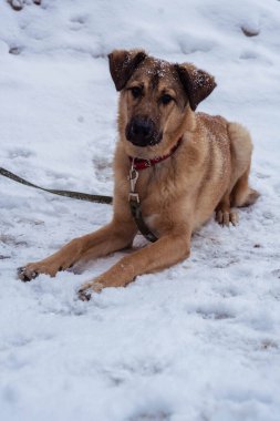 Sokakta tasmalı sokak köpeği.
