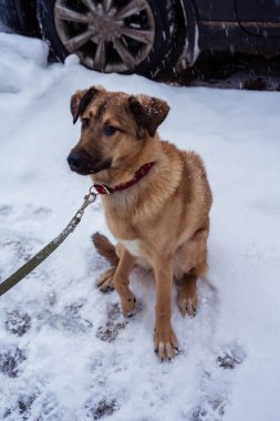 Sokakta tasmalı sokak köpeği.