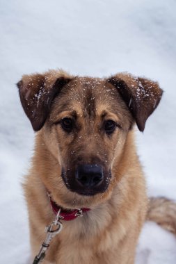 Sokakta tasmalı sokak köpeği.