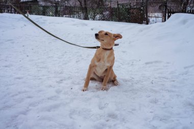 Kırmızı köpek kışın sokaklarda tasmalı