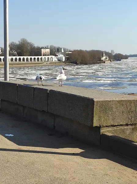 Remblai de rivière au printemps avec mouettes — Photo