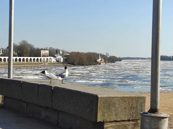 Remblai de rivière au printemps avec mouettes — Photo