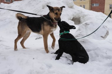 Sokakta tasmalı siyah sokak köpeği