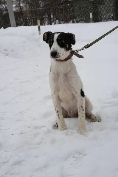 black and white homeless dog standing in the snow with a leash